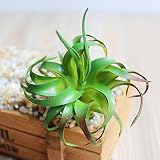 Korge-buyシミュレーション多肉植物 渦巻き花の花のヘッド ホーム　デコレーション　かわいい プラスチック草木 シミュレーション多肉植物　人工多肉植物　人工観葉植物　偽の鉢植え造花　飾り物　イン