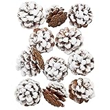 大地農園 ドライフラワー 松カサ大 (12コ入り) DO024203-982