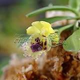 ニオイラン2.5号ポット[緑地に熊蜂を思わせる模様の花] ノーブランド品