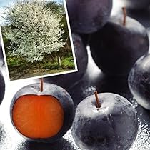 希少バイオチェリー　鉢植え　大株　実付き 楽天市場】すもも 苗木 【バイオチェリー】 3年生接木大苗 1m苗