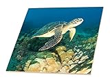 Danita Delimont – Turtles – Green Sea Turtle , Makena SP、マウイ、ハワイ – us12 sws0150 – Stuartウェストモーランド – 