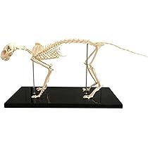 【新品未使用】Elenco 猫の全身骨格模型 518eQTvAYzL._AC_UL210_SR210,
