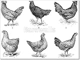 Hens、1。Houdan Chicken。2。Henの矢印。3。Hen Crevecoeur。4。Cochin Hen。5。Dorking Hen。6。チキンのBresse、ヴィンテージ彫刻。用紙印