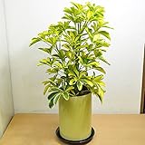 [エルフルール]観葉植物 シェフレラ・ハッピーイエロー（カポック）陶器鉢植