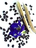 Thai Butterfly Pea Clitoria ternatea Asian pigeonwings 10 Seeds ThailandMrk