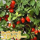国華園　有用植物　クコ　千成　2株【※発送が国華園からの場合のみ正規品です】