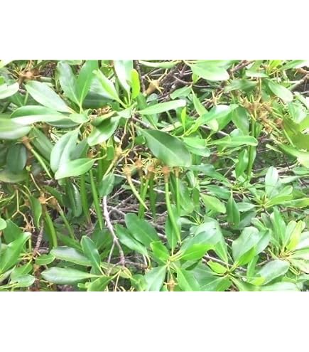 Amazon｜マングローブ オヒルギ 発根あり 苗 観葉植物 海干潟 水槽