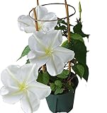 ハッピーガーデン お中元 夕顔 6号 鉢植え