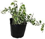 花市場直送便 苗 プミラ サニーホワイト 14入