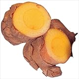 国華園　種芋　ウコン　春ウコン(種イモ)　500g【※発送が国華園からの場合のみ正規品です】