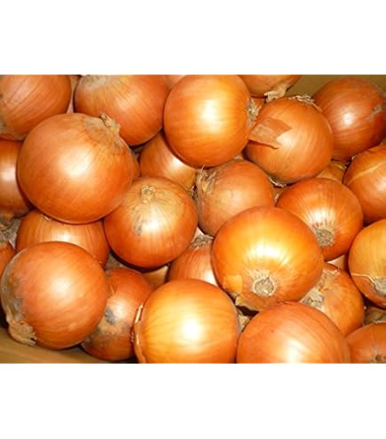 Amazon.co.jp: フランスの野菜通年 エシャロットフランス産約1Kg