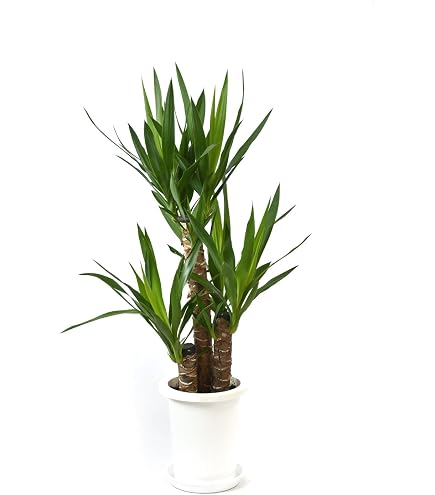 Amazon｜観葉植物 班入りパキラ ミルキーウェイ 約70cm 6号ポット