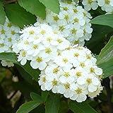 コデマリ 樹高0.3m前後 10.5cmポット こでまり 小手毬 （花木・植木） 苗木 植木 苗 庭木 生け垣