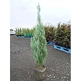 【ノーブランド品】ウィッチタブルー樹高1.2m前後根巻き/