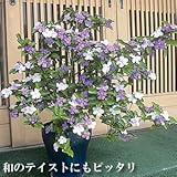 ジャスミンの香り漂う 香りばんまつり (ニオイバンマツリ) １株 半耐寒性常緑低木