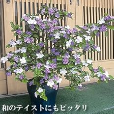 Amazon ジャスミンの香り漂う 香りばんまつり ニオイバンマツリ １株 半耐寒性常緑低木 花