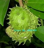 100種子/パックトゲバンレイシ種子、Graviola、バンレイシMuricata、アンノナシン、プロフェッショナルパッキング、家宝フルーツ種子、+謎のギフト