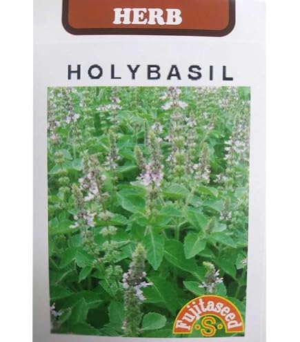 Amazon.co.jp: 植物種子 一番効果が高い 赤紫ホーリーバジル 種 Amazon.co.jp: 植物種子 一番効果が高い 赤紫ホーリーバジル 種