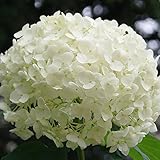 植物種子アジサイ種子多年草花種ユニークなレア20個/バッグ5色ウェディングリビング