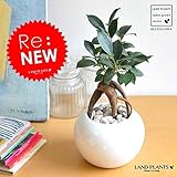 LAND PLANTS 【観葉植物】 精霊の樹 がじゅまる （白色丸型陶器）