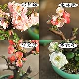 小品盆栽：品種が選べる春放花(瀬戸焼鉢)*木瓜 (紅更紗)