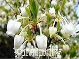 ドウダンツツジ 白花 H500～700 10本