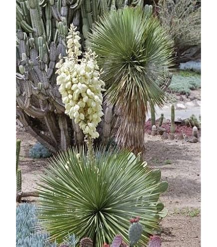 Amazon.co.jp: ダイオウショウ大王松◇南国ドライガーデン庭木