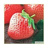 苺（イチゴ）　桃薫の苗（3苗セット）