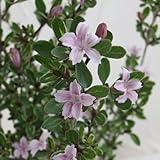 ハクチョウゲ（白丁花）：桃花（ピンクミスティック）5号ポット[春から初夏に開花 苗木]