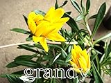 ガザニア 黄花 宿根 5本