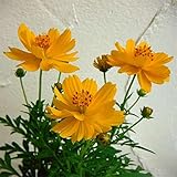 キバナコスモス[黄花コスモス]：イエロー3号ポット4株セット[暑さに強い] ノーブランド品