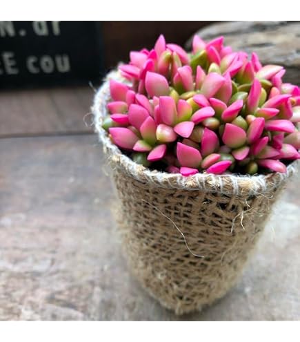 Amazon.co.jp: 多肉植物 エンジェルティアーズ錦 3カット : ホーム