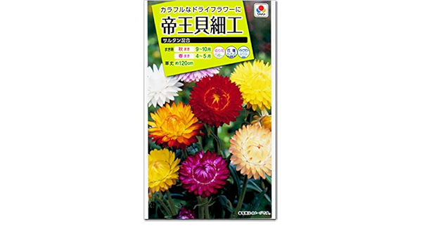 Amazon 帝王貝細工 種子 サルタン混合 育苗可能本数 およそ150本 0 6ml ヘリクリサム ムギワラギク ストローフラワー 花