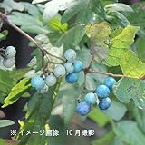 樹木:ノブドウ (野葡萄) 10.5cmポット仮植え苗【紫桜館山の花屋】