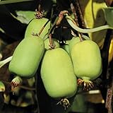 国華園　果樹苗　ミニキウイ　ミシガンステイト（メス木）　1株【※発送が国華園からの場合のみ正規品です】