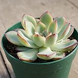 プリドニス 7.5cmポット エケベリア Echeveria pulidonis 福岡県産 多肉植物 多肉 観葉植物 インテリアグリーン 寄せ植えに