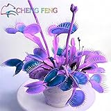 100本ハエジゴクMuscipulaジャイアントクリップフライトラップ種子日本の食虫種子庭の植物種子盆栽ファミリー鉢植え