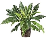 Nearly Natural 6534 Marginatum with Wicker Basket Decorative Silk Plant, Green [並行輸入品]