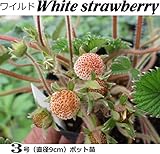 ワイルドストロベリーホワイト 苗 イチゴ 3ポットセット