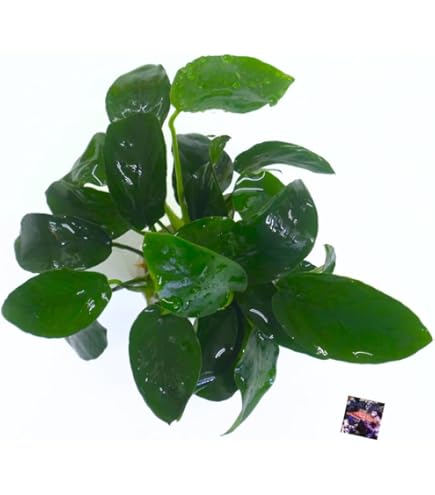 Amazon | アヌビアスナナプチ 3株 水草 水上葉 陰性水草 | ノー