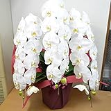 [エルフルール]【立て札可】フラワーギフト 胡蝶蘭 3本立 ホワイト系 生花 こちょうらん コチョウラン 引越し祝い 母の日