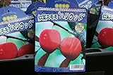 【果樹苗】【接木】 紅葉スモモ ハリウッド 一年生 【送料込価格】