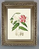 BiblioArt Series　フローラ・ヤポニカ 「カノコユリ」 金縁額装品