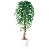 エフプランター 人工観葉植物-アカシアリアナ-150-8号鉢-RP300