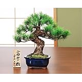 鈴木豊伯 吉祥工芸盆栽 富士の松 生活用品 インテリア 雑貨 その他の生活雑貨 [並行輸入品]