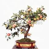 種子30粒/パック*レッドミニアップルツリーBONSAI深刻*非常に香り、甘い、CRISP、DELICIOUS *ガーデニング種子*フルーツの種子