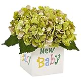 ほぼ自然1448-gr Hydrangea in New Babyセラミック