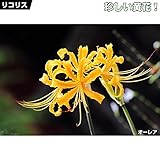 国華園　夏植え球根 リコリス オーレア 3球【※発送が国華園からの場合のみ正規品です】