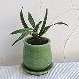 [ギフトに]万年青 （おもと）：群雀 ステララウンド緑S・受け皿付き[新居祝いに！] ノーブランド品