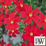 サンブリテニア：スカーレット3.5号ポット 2株セット ノーブランド品